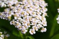 Close up of White Yarrow Florets - Achillea millefolium